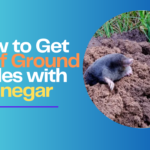 Get Rid of Ground Moles with Vinegar